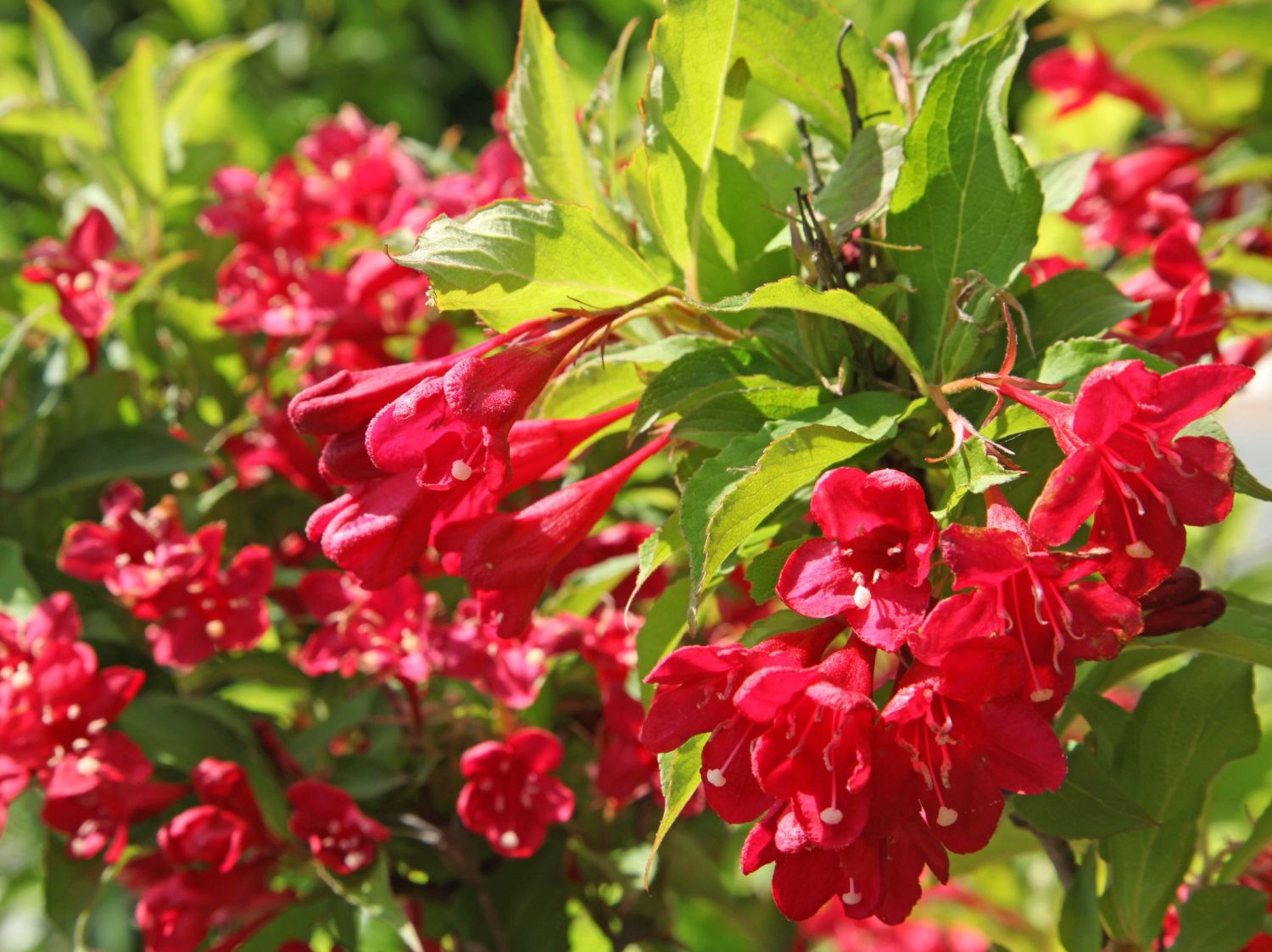 Weigela florida 'Lucifer'